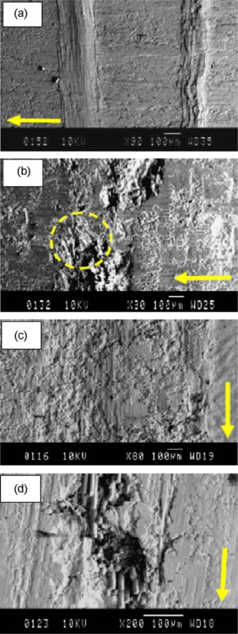 SEM micrographs showing how the SCF and GF reacted during the sliding wear ...