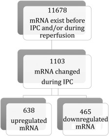 Number of distinct mRNA transcripts in extracellular vesicles before ischemic ...