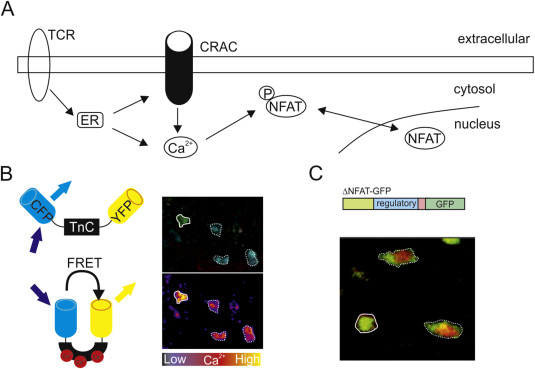 Scheme of activation sensors. (A) TCR stimulation induces calcium release from ...