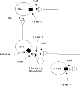 Se muestra cómo la bicuculina podría bloquear los efectos del agonista 5-HT1A ...