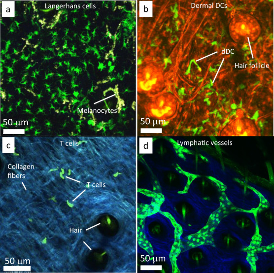 Representative MPM images of DCs and T cells in the skin. (a) LCs are visualized ...