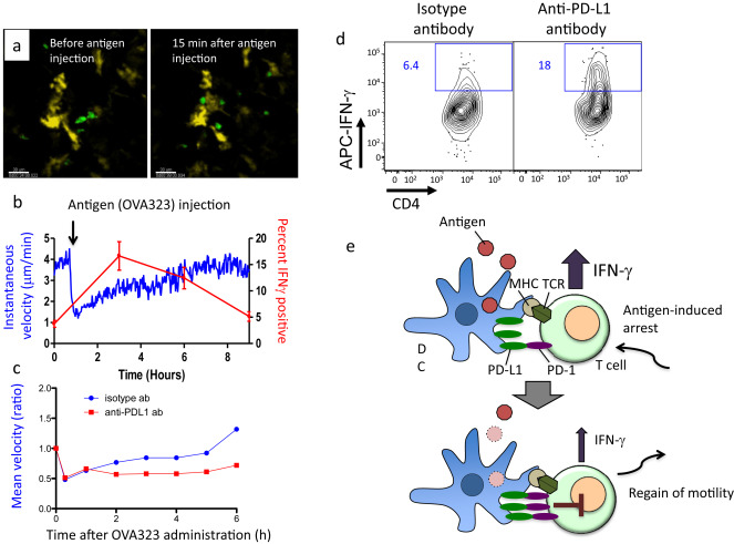 The relationship between T cell dynamics and the effector functions in the skin. ...