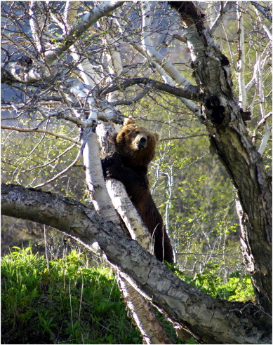 Brown bear marking birch in the Valley of Geysers.