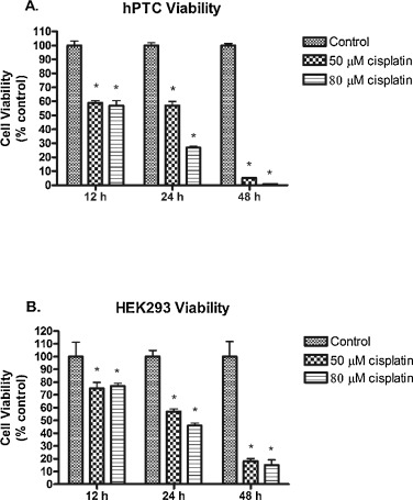 Cell viability of hPTCs and HEK293 cells after exposure to 50 or 80μM cisplatin. ...