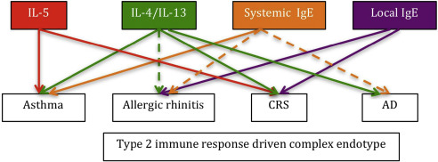 The complex type 2 immune response driven endotype consists of several ...