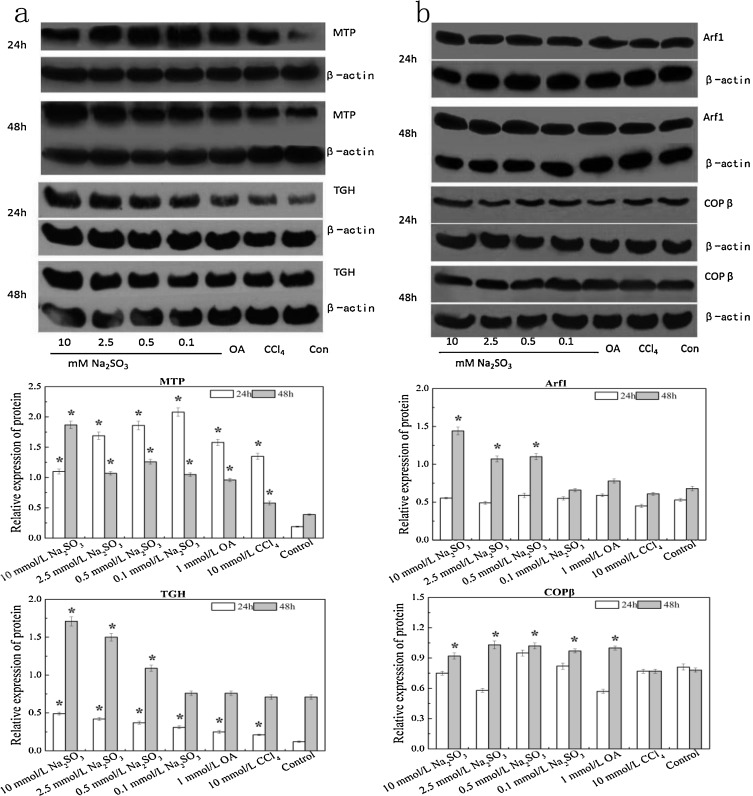 Effect of Na2SO3 treatment on protein expression levels of VLDL assembly-related ...
