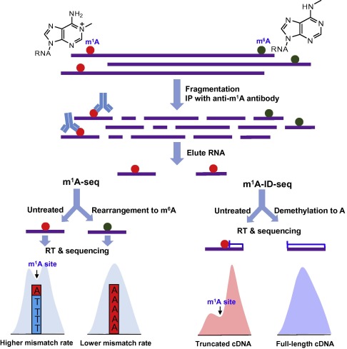 Schematic outline of m1A-seq and m1A-ID-seqIn m1A-seq, mismatch rates caused by ...