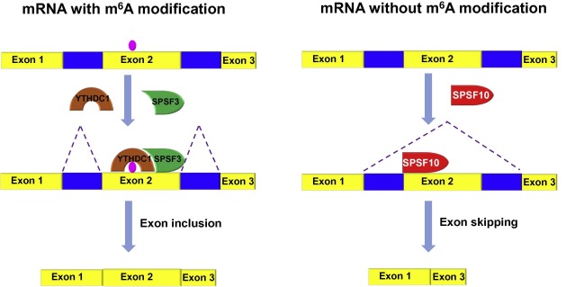 A proposed model of pre-mRNA splicing regulated by YTHDC1Under the conditions ...