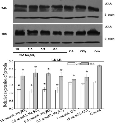 Effect of Na2SO3 treatment on protein expression level of LDLR.Cells were ...