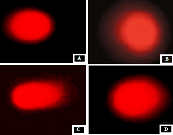 Representative photomicrographs of comets stained with ethidium bromide at ×200 ...