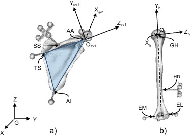 a) Escápula, marcadores y elementos necesarios para construir su SCL. b) Húmero, ...