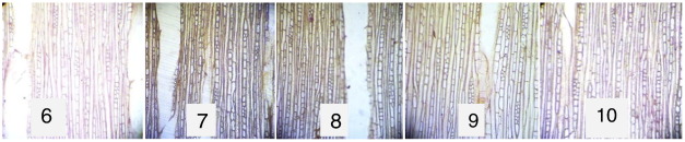 Tangential longitudinal sections (×100). 6: Xylene-cleared. 7: Groundnut ...