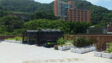 Rooftop Farming Project, HKU.