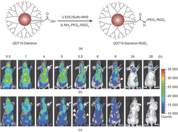 (a) Structure and synthesis of QD710-Dendron-RGD2 conjugate. QD710-Dendron with ...