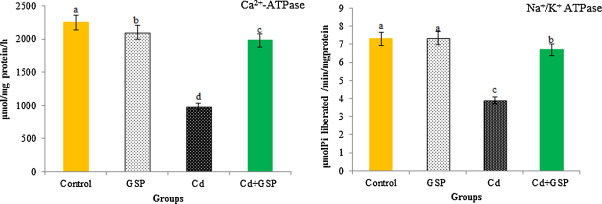Effect of GSP on Cd-induced changes in mitochondrial Ca2+-ATPase and Na+/K+- ...