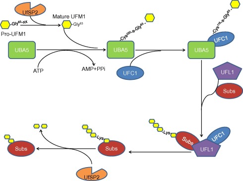 The human ufmylation pathwayPro-UFM1 is cleaved by the UfSPs to expose its ...