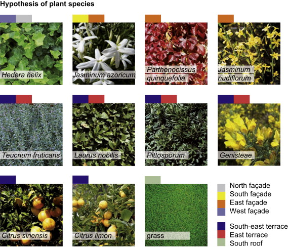 Hypothesis some of plant species suitable for the case analysed.