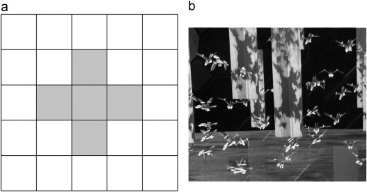 (a) Von Neumann neighborhood of cellular automata; (b) screenshot of Reynoldss ...