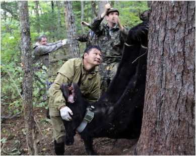 Weight measuring of the brown bear marked with the pulsar satellite beacon in ...