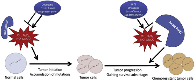 Autophagy and ROS in tumor initiation and progression. In normal cells, the ...