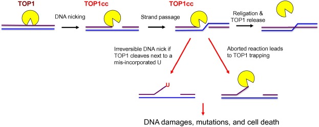 Illustration of TOP1 DNA cleavage reactionThe TOP1 DNA cleavage reaction is ...