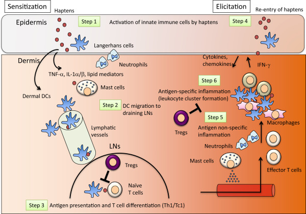 Overview of the immunological mechanisms of CHS. Step 1. Haptens activate innate ...
