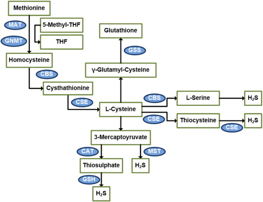 Diagram of the transsulfuration pathway.The majority of endogenous H2S is ...