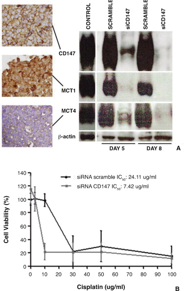 Effect of CD147 downregulation in HT1375 cell line on the expression of MCTs and ...