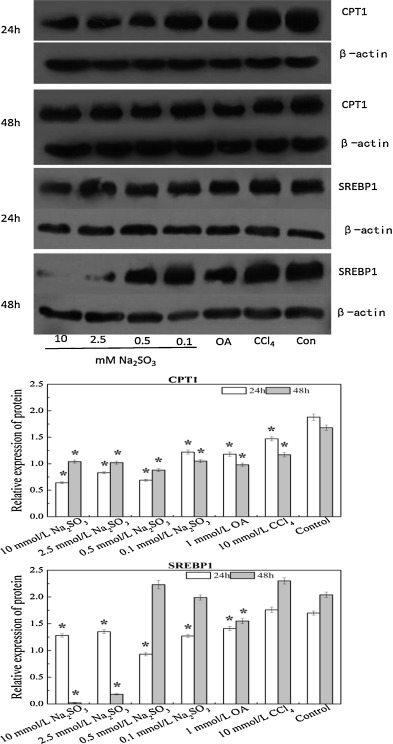 Effect of Na2SO3 treatment on protein expression levels of CPT1 and SREBP1 in ...