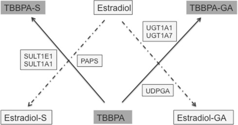 Schematic to illustrate the competition of TBBPA with estradiol for sulfation ...