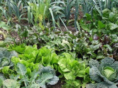 Fresh food in the ecological garden.