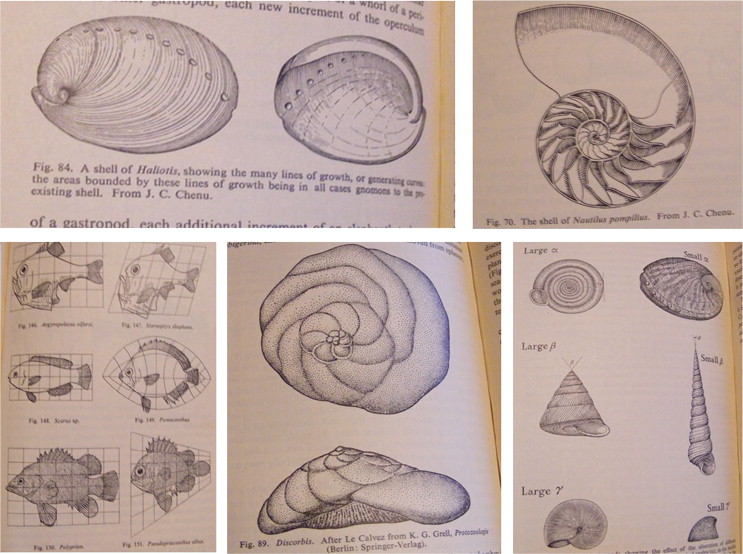 Some sketches of biological forms according to their functions and necessities ...