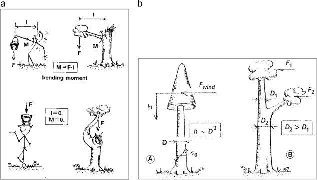 (a) Principle of minimum lever arm; (b) tapering of tree to achieve constant ...