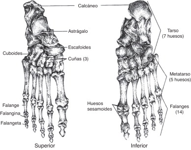 Anatomía ósea del pie.