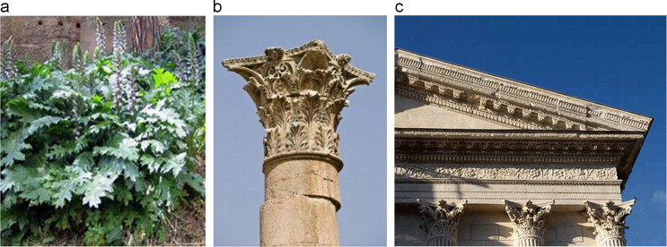 (a) Acanthus plants; (b) Corinthian column head in Pantheon, Rome built in 126 ...
