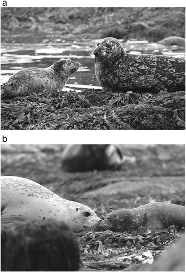 a, b. Color options of insular seal females and pups (July 2008, Komandorsky ...
