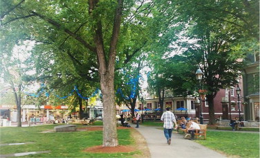 A vibrant street at Harvard University.