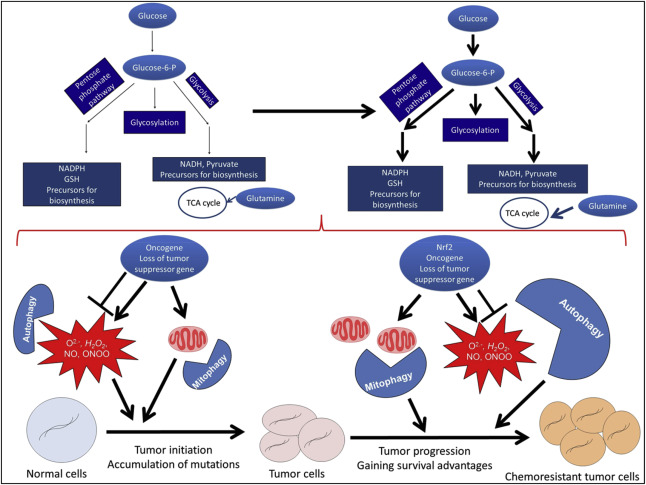 Redox regulation, metabolic programming, autophagy, and mitophagy in cancer ...