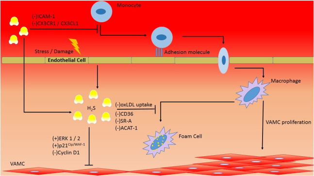 H2S function in atherosclerosis.The precipitating factors of atherosclerosis ...
