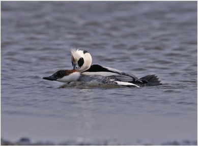 Treading of Mergellus albellus during the spring migration on the Lake Khanka ...