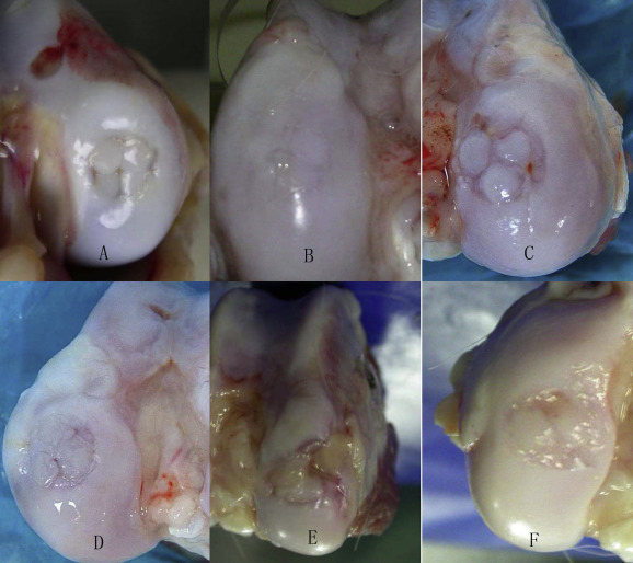 Macroscopic findings. A: Group Il. The autologous cylindrical osteochondral ...