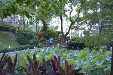 The Lily Pond as a sensitive garden, HKU.
