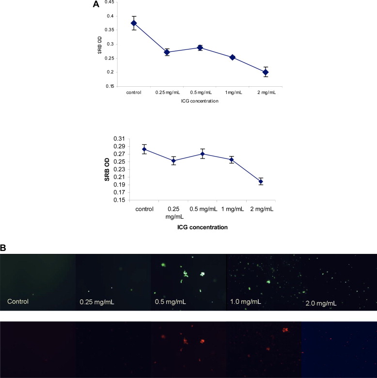 Human hepatocytes and HepG2 cells detach when releasing ICG. (A) Detachment of ...