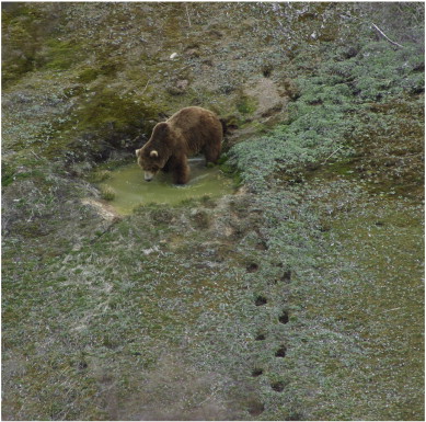 Brown bear footprint marks (forefront) in front of the animals bathing place in ...