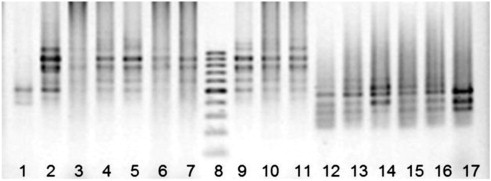 Electrophoretograms of the ISSR-PCR products of sable: 1–7, 9–11 — with an ...