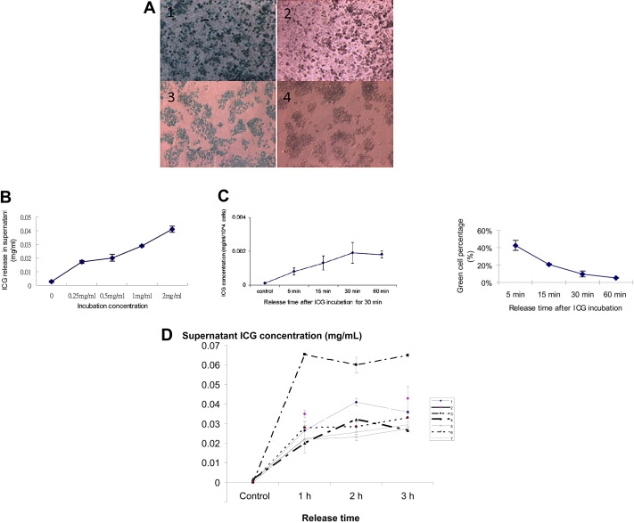 Characteristics of ICG uptake and release by human hepatocytes and HepG2 cells ...