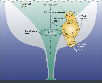 Major biological processes involved in carbon cycling in the ocean (Jiao et al., ...