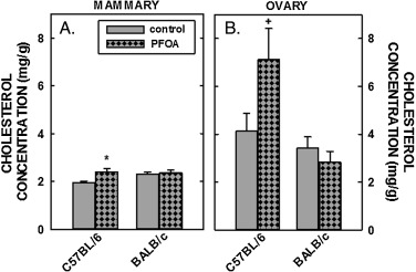 Cholesterol concentration in the mammary tissues and ovaries of C57BL/6 (A) and ...