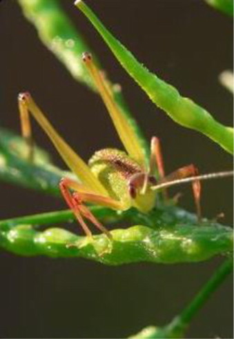 Habitat for native species.