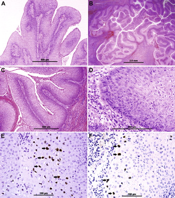 Histology and immuno-staining findings.
